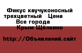 Фикус каучуконосный трехцветный › Цена ­ 500 - Все города  »    . Крым,Щёлкино